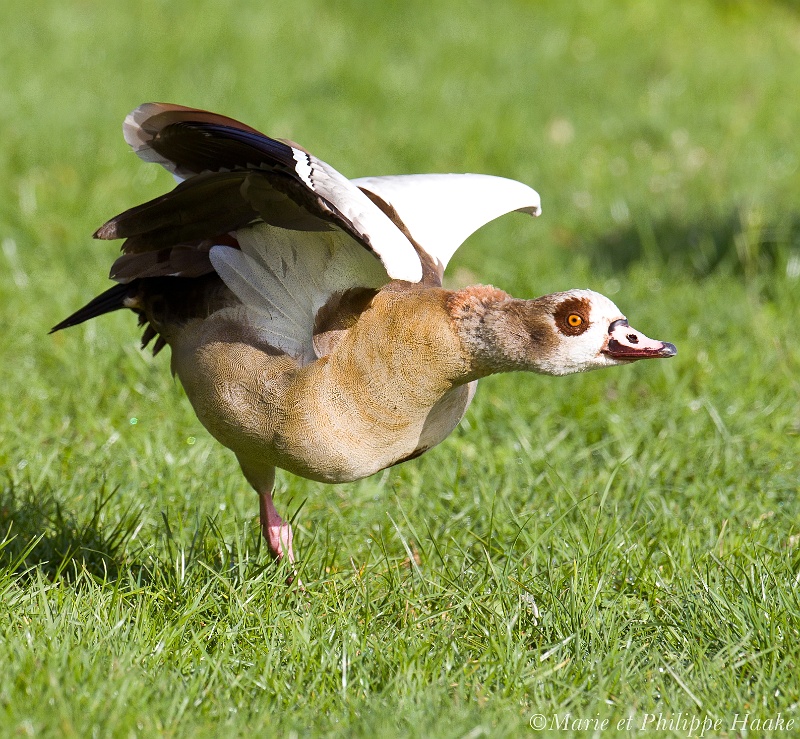 Ouette 3055_wm.jpg - Ouette d'Égypte sauvage, Alopochen aegyptiaca, wild Egyptian Goose, sur le Rhin (Alsace, France, avril 2011)